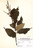 藏品(赤皮)的圖片